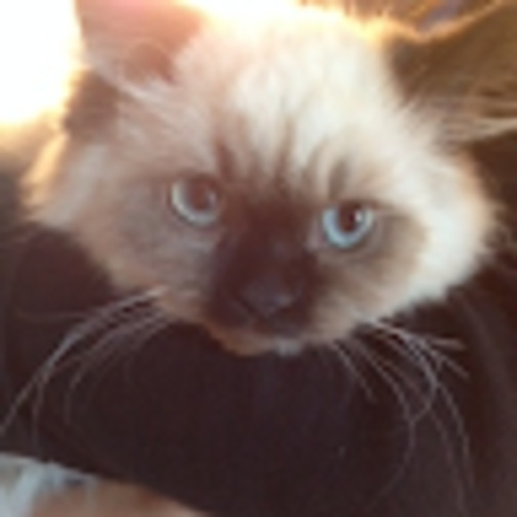 Meet your Posher, Victoria - Picture 1 of 1